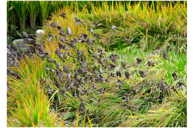 쌀 소비하는 요놈들