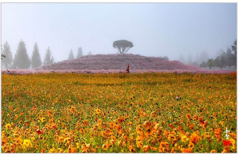몽환의 핑크뮬리