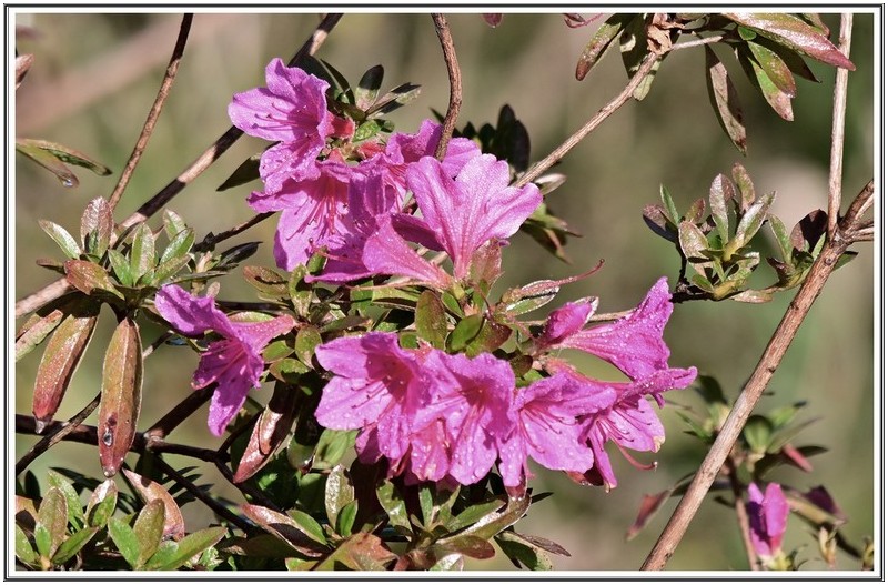 때를 일른 10 웥 진달래꽃