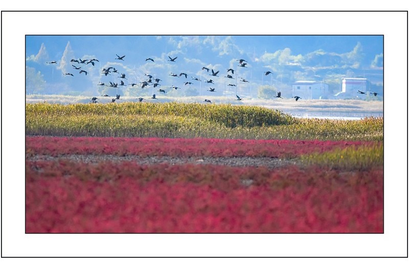 칠면초밭의 오후...