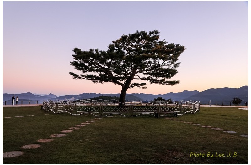 엽기적인 소나무