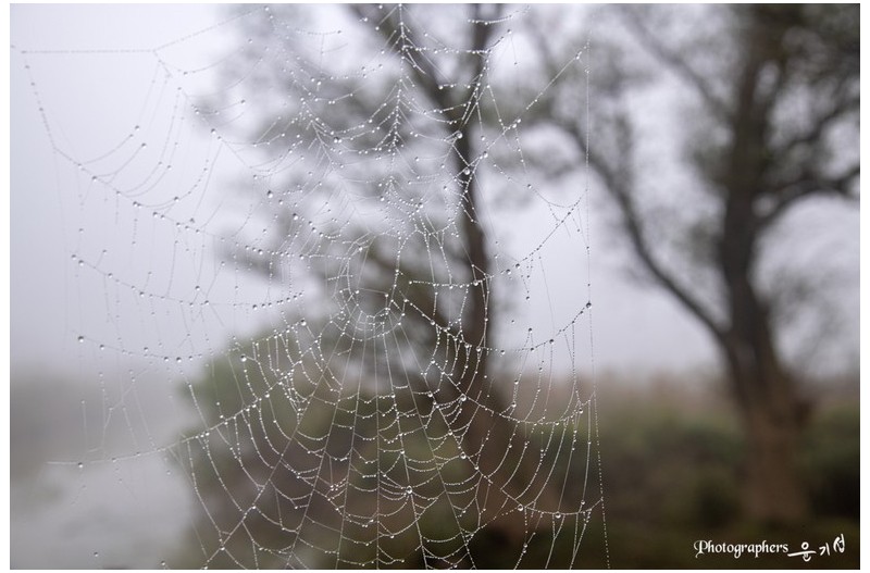 거미줄에 거미는 없네요
