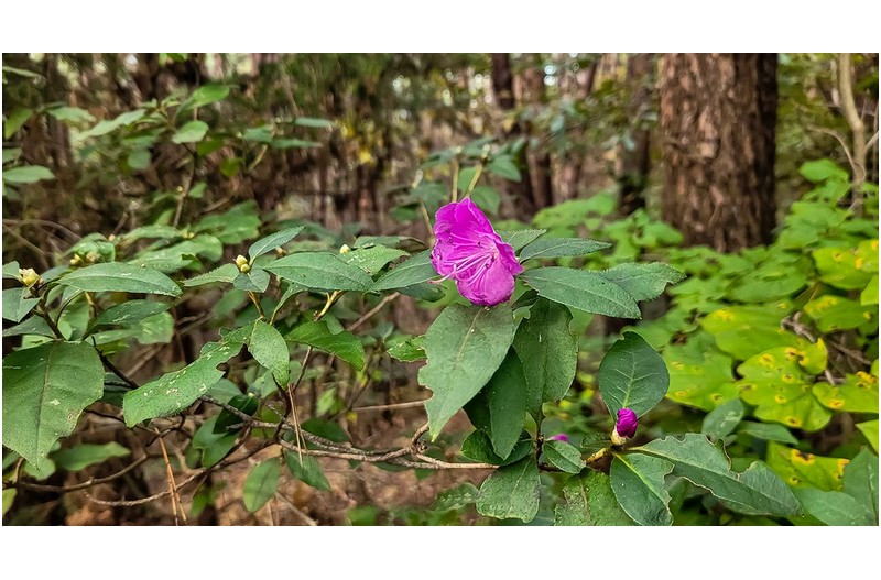 시절을 잘 못 일고 핀 너는