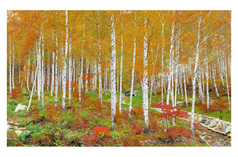 자작나무 숲 풍경