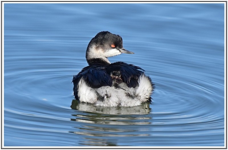 r검은목 논 병아리 와 물닭
