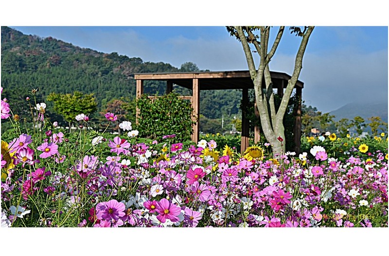 코스모스 꽃 잔치 ----