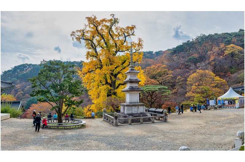 용문사 은행나무