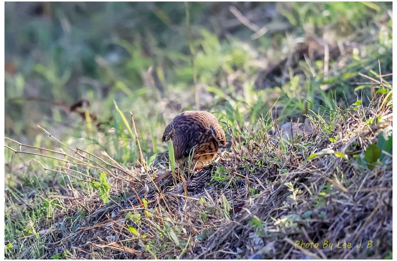 황조롱이 새참 먹는 중