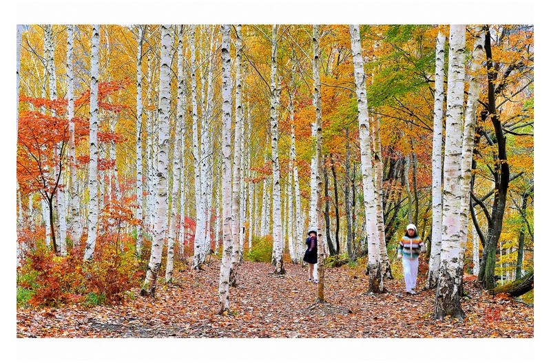 당신을 기다립니다.(자작나무 꽃말입니다.)