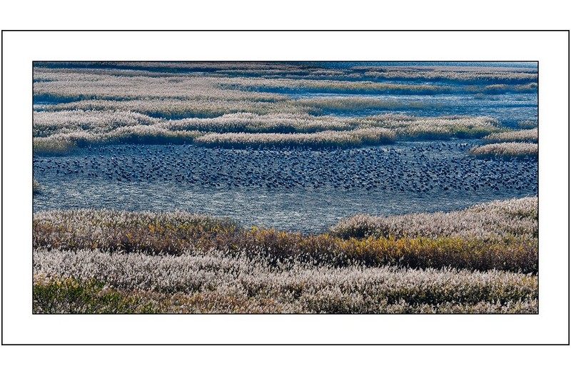 슨천만의 습지...