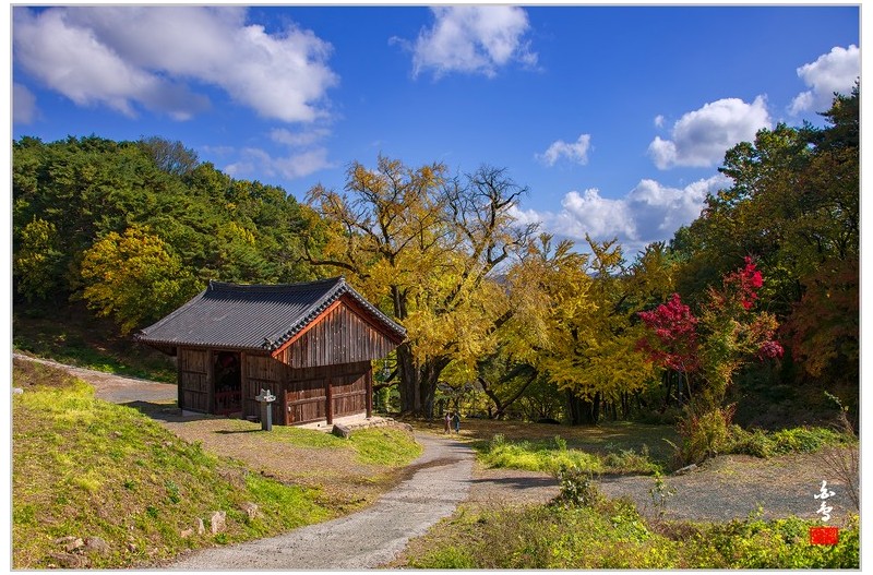 적천사은행나무