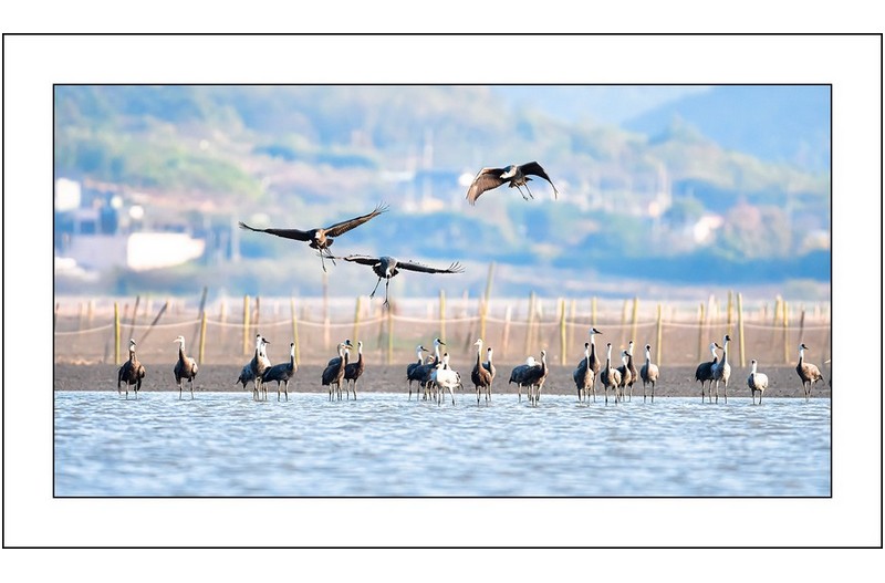 흑두루미날다..