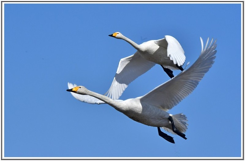 큰고니 모산 저수지 상공을 날다 ...