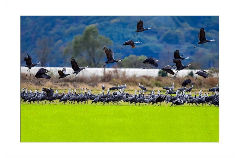 순천만의  흑두루미,,