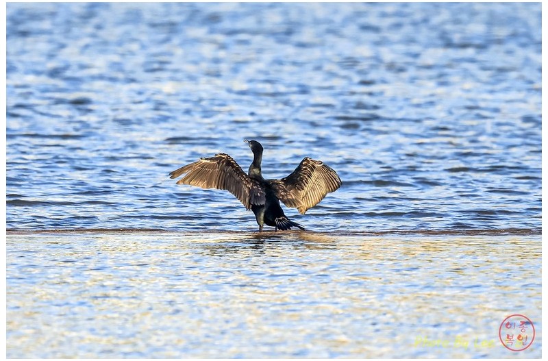 달려라 가마우지