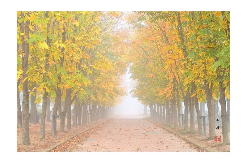 낭만의 길 (마로니에 길)