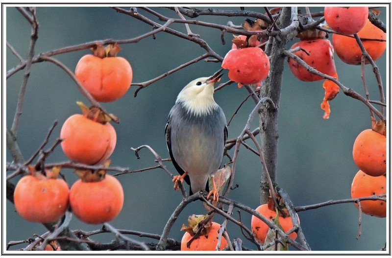 요즘 에는 진수 성찬