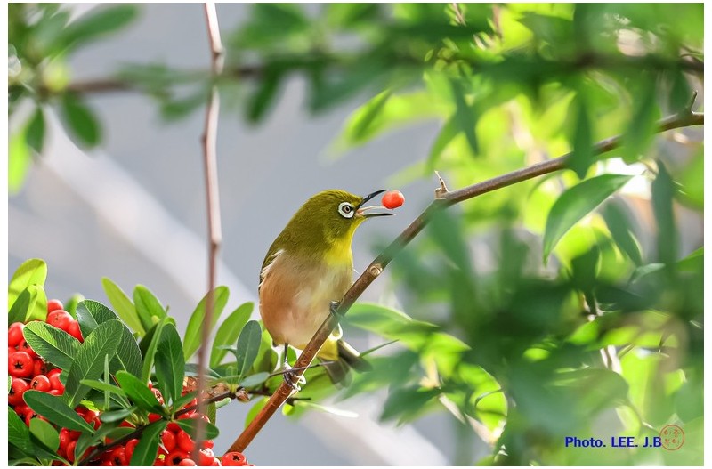 빨간 열매로 마술을 부리는 동박새