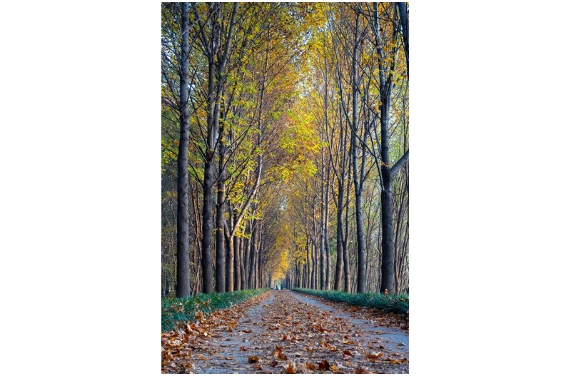 배합나무 가로수