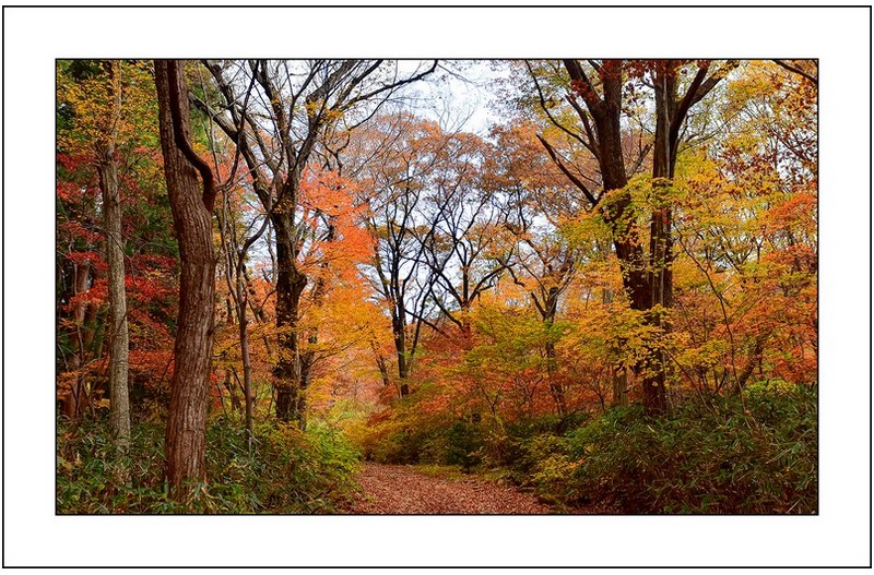 숲속의  가을...