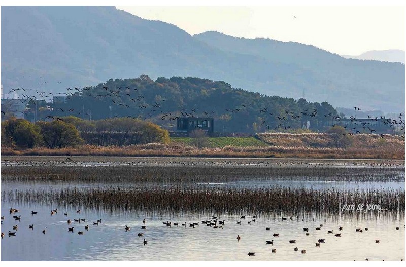 주남저수지철새