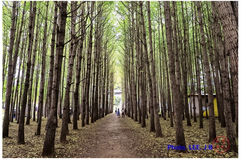 도리마을 은행나무