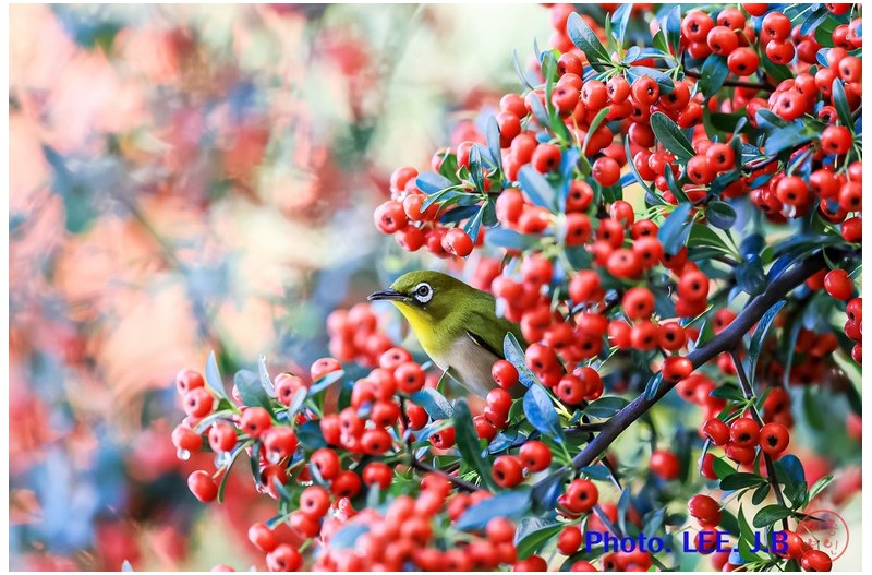 먹을게 너무 많아서