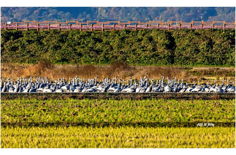 추운 아침에 주남지