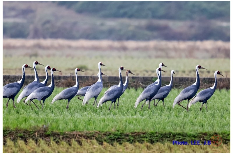 주남저수지 들녘