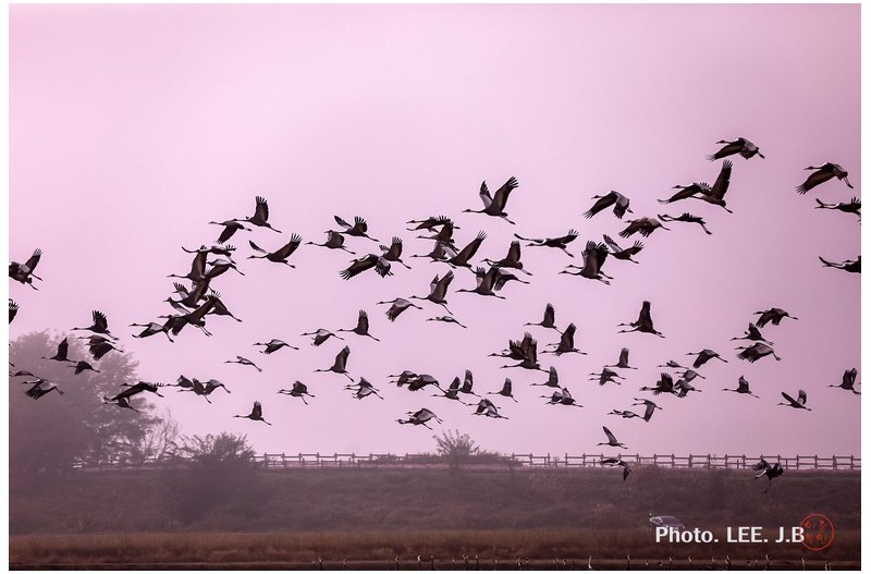 주남저수지 재두루미