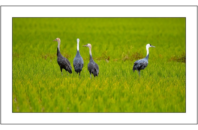 흑두루미가족..