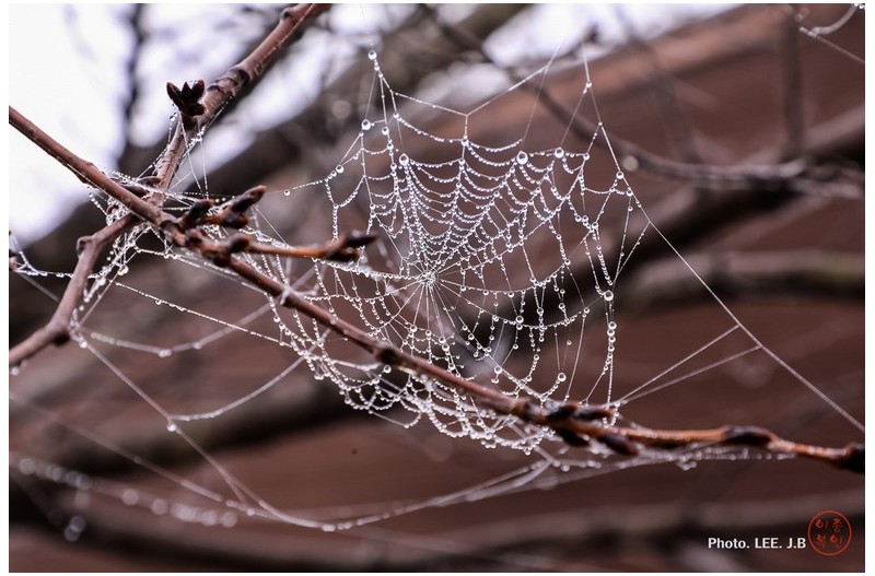 아침 이슬 머금다