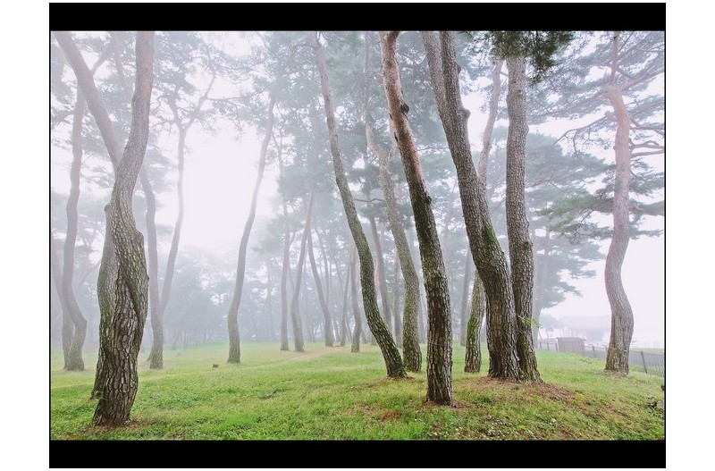안개 낀 솔숲