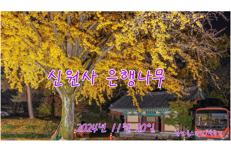 신원사은행나무