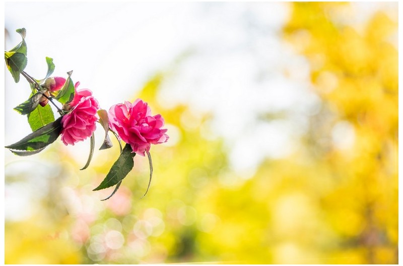 11월의 동백꽃 1