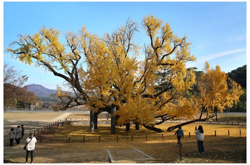 은행나무(古木)