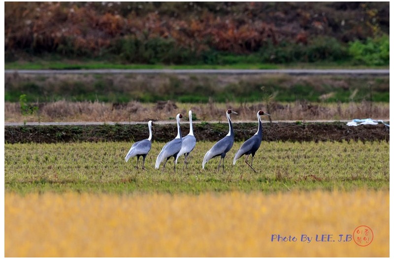 주남저수지 들녘