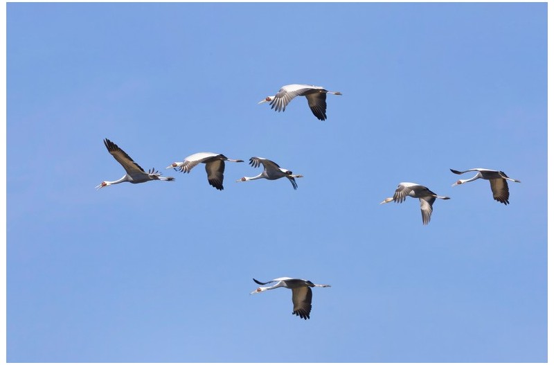 재두루미 훨~훨~~~