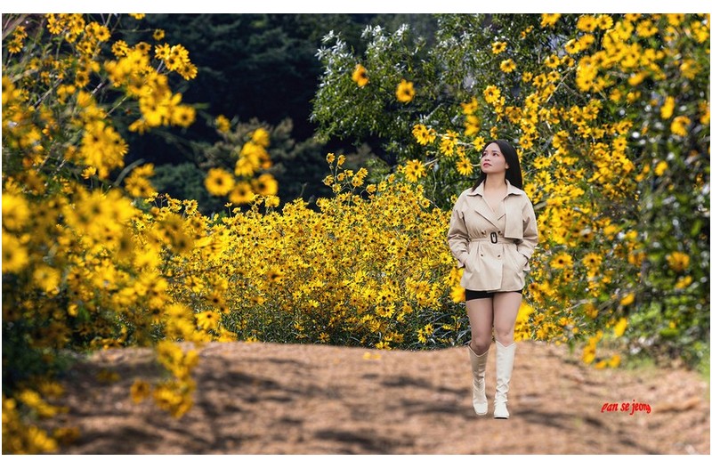 좁은잎 해바라기