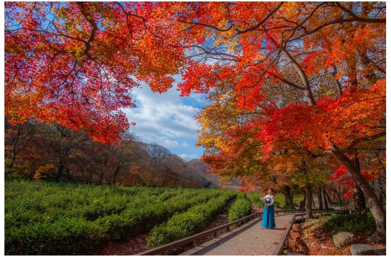 늦가을  출사 ᆢ선운사  에서
