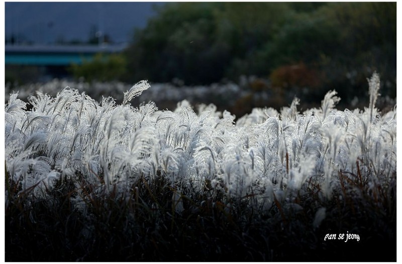 나도 백발이 되어소