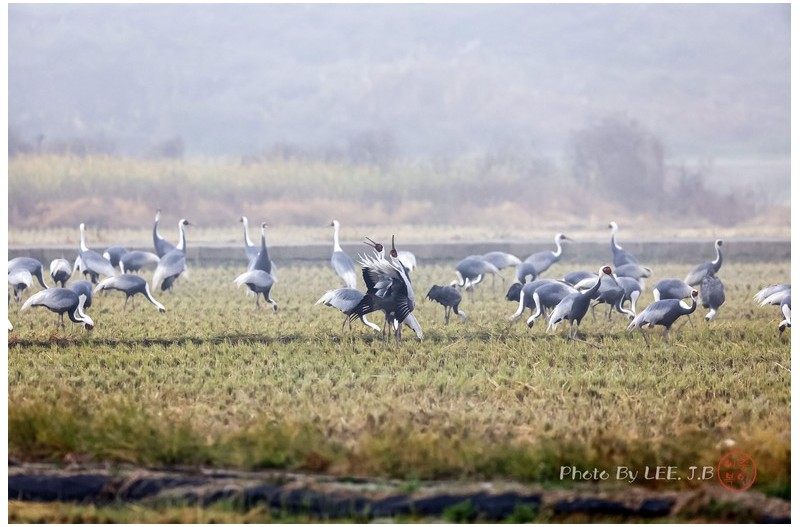 주남저수지 들녘