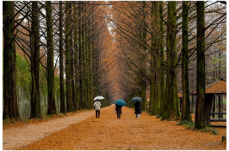 메타쉐콰이어 가로수길