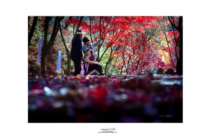 단풍여행#20241130