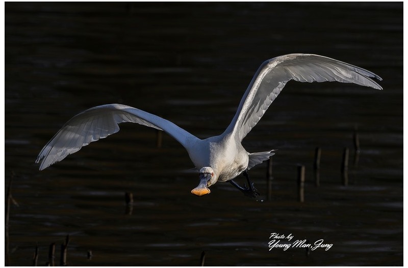 노랑부리저어새