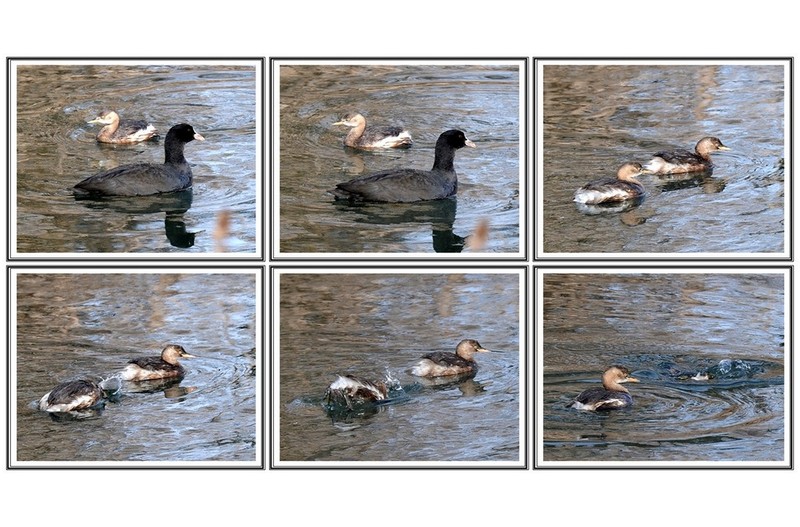 작은 논병아리 와 물닭