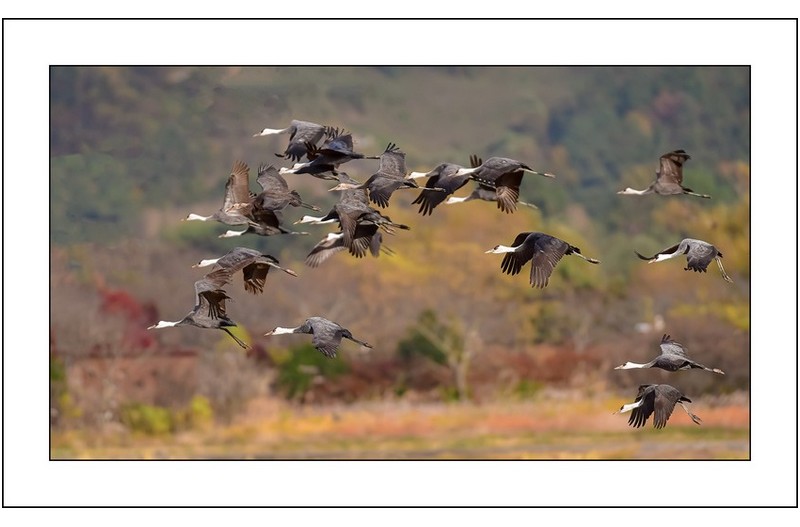 흑두루미날다...