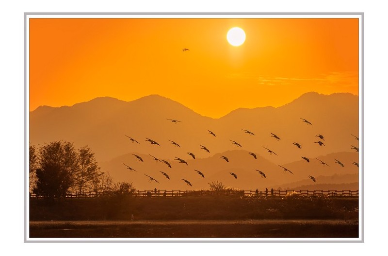 재두루미 편대 착륙