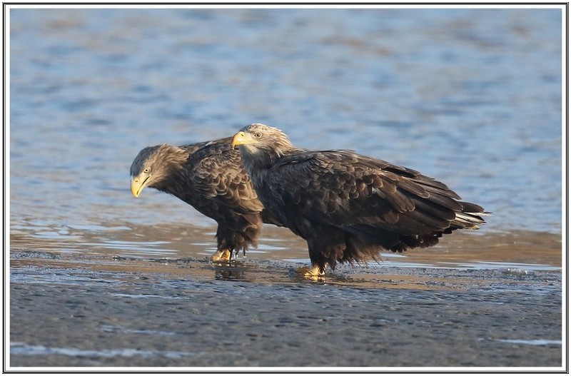첯 손님 횐꼬리수리
