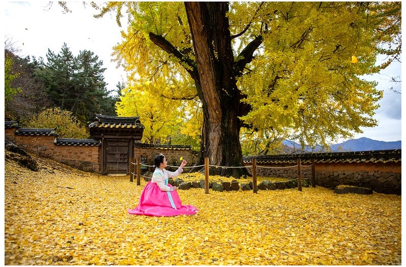 은행나무  아래서